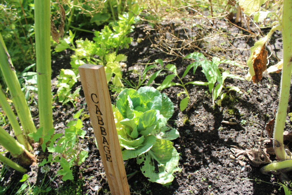 cabbage growing on the campus farm