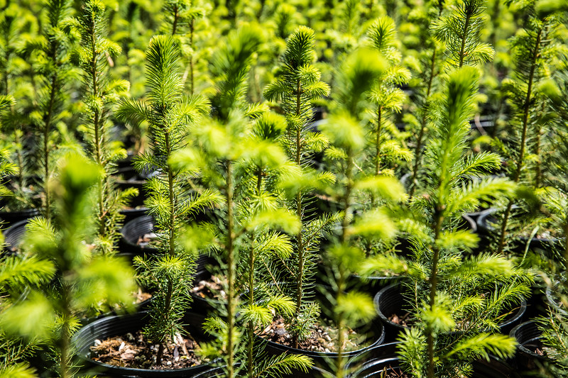 rows of tree saplings in pots