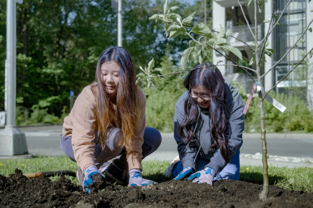 Two people plant a tree.