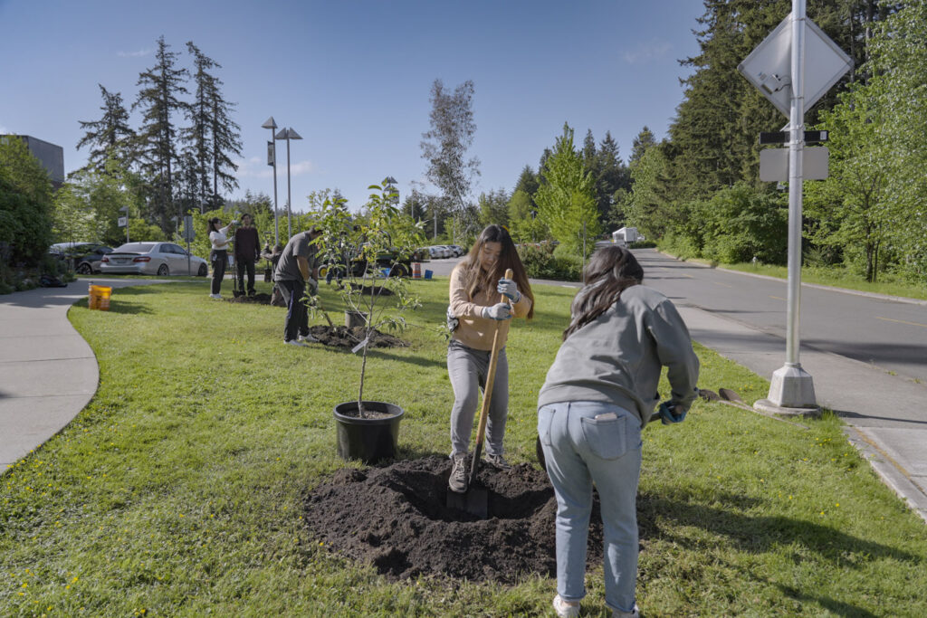 People dig holes and plant trees.