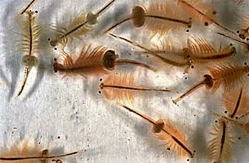 Brine shrimp