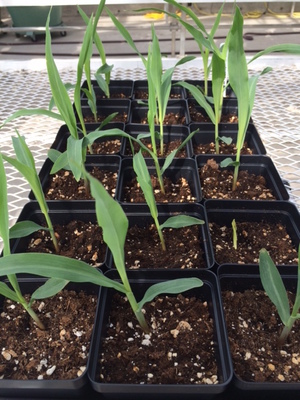 Maize sprouts.