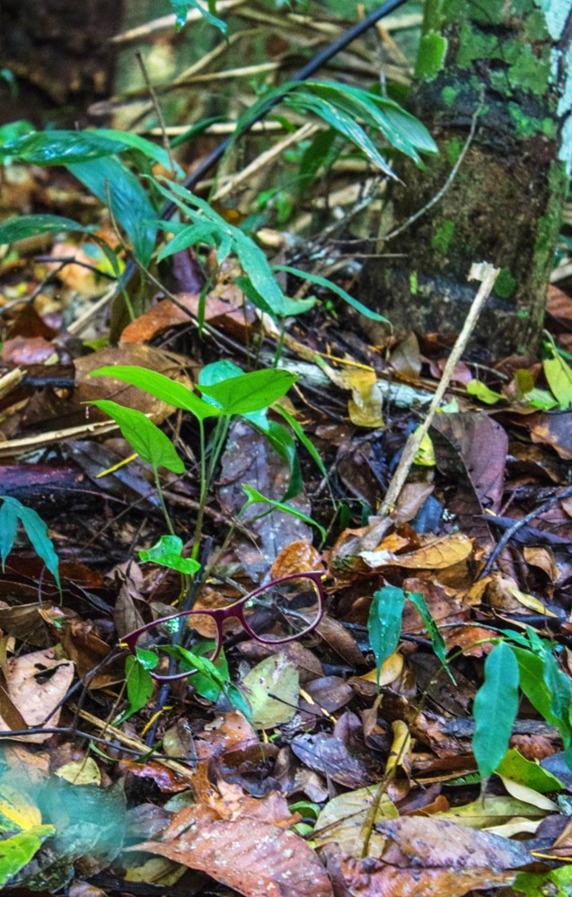 Pearl Maki's glasses in the leaves