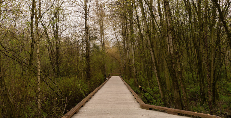 Walkway into the North Creek Wetlands 