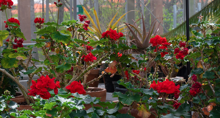 Flowers growing inside the Sarah Simonds Green Conservatory 