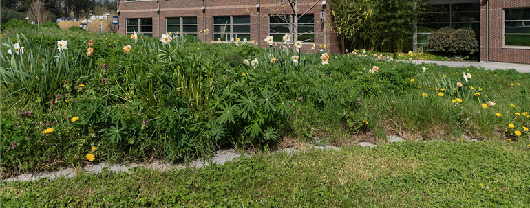 Growing grass on campus 