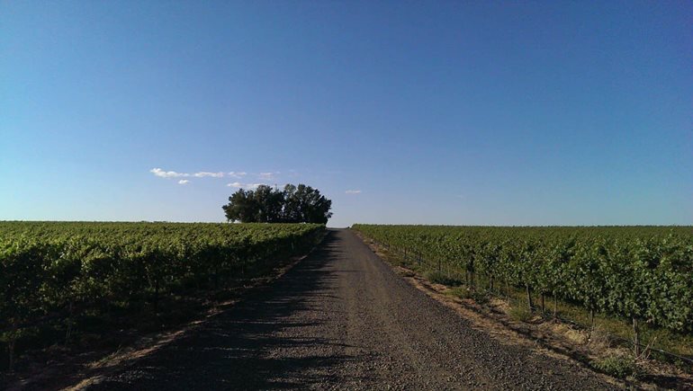 Eastern Washington vineyard